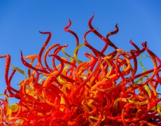 Ever Shoot a Chihuly?