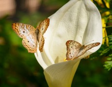 Upon a Calla Lily