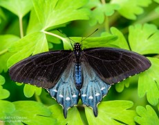 The Butterfly Trainer