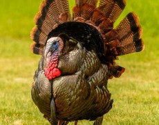 Turkey Love