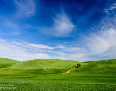 Morning in Palouse